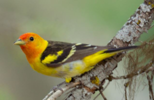 Christmas Bird Count - Sequoia Parks Conservancy