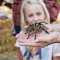 Coarsegold Tarantula Awareness Festival