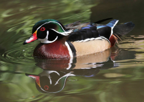 Guided Nature Walk At Anderson Marsh